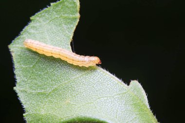 Doğadaki bitkilerdeki küçük böcekler