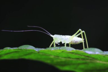 Uzun boynuzlu çekirgeler, yeşil yapraklı periler.