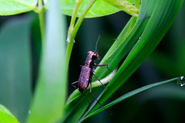 Vahşi doğada yeşil yaprak üzerinde Cicindela kaleea