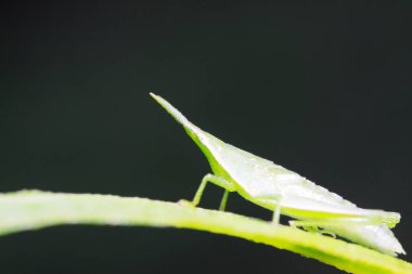 Atractomorpha sinensis Bolvar doğadaki bitki üzerine