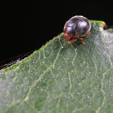 Yeşil yapraklı uğur böceği, Kuzey Çin