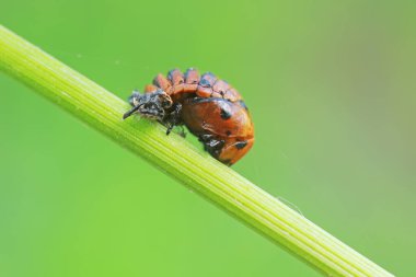 Yeşil yapraklı uğur böcekleri pupası, Kuzey Çin