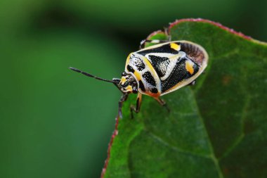 Yeşil yapraklı pis böcek, Kuzey Çin