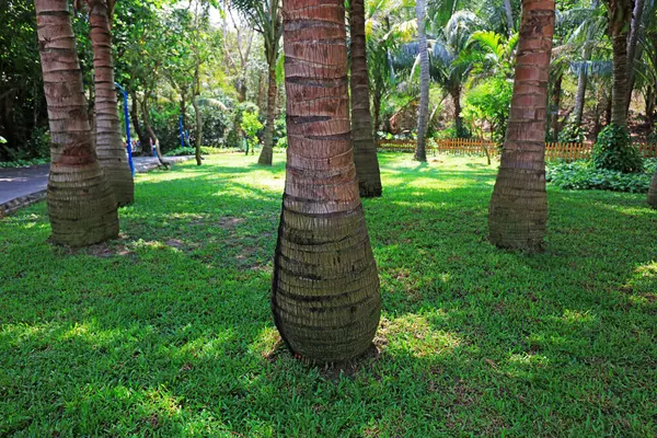 Botanik bahçelerinde hindistan cevizi sandıkları, Wuzhizhou Adası, Sanya Şehri, Hainan Eyaleti, Çin