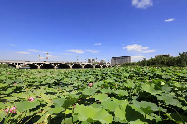 Ponds, Beihe Park Scenery 'deki Lotus Çiçekleri, Luannan County, Hebei Eyaleti, Çin