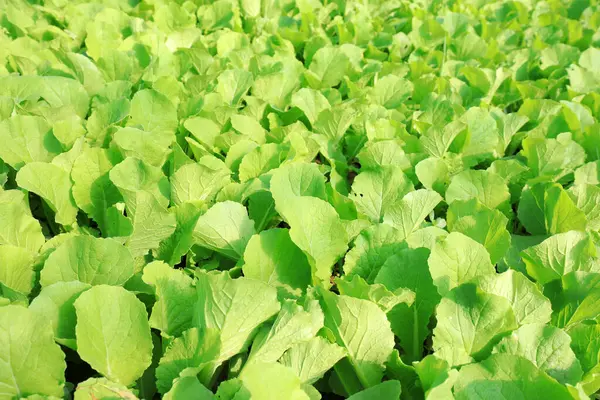 Seralarda yeşil sebze fideleri