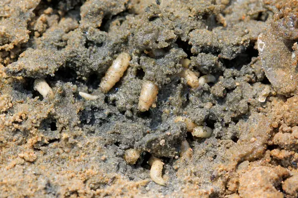 Islak topraklarda kurtçuklar, fotoğraflara yakın çekim.