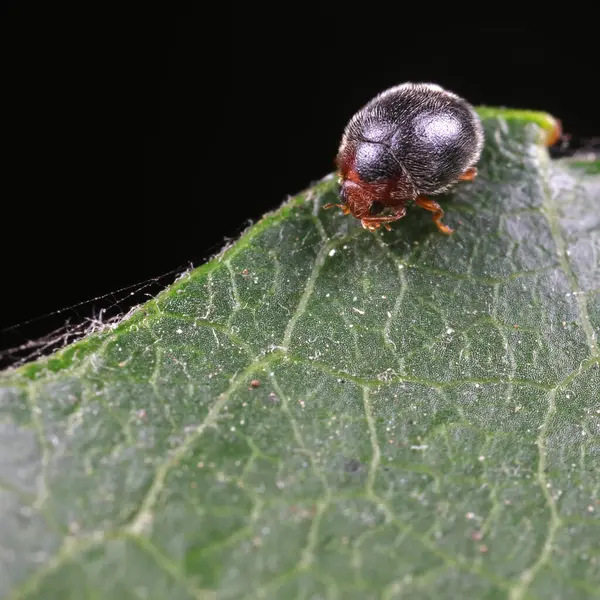Yeşil yapraklı uğur böceği, Kuzey Çin