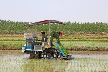 Tangshan Şehri - 29 Mayıs 2016 tarihinde Çin 'in Hebei eyaletinin Tangshan şehrinde tarlalara pirinç ekme makineleşmesi operasyonu