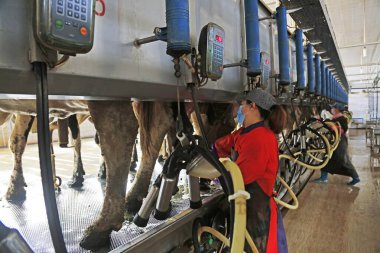 Luannan County - 19 Ekim 2016: işçiler, Çin 'in Hebei Eyaleti Luannan County' deki bir sığır çiftliğine inekler için otomatik sağma makineleri kuruyor.