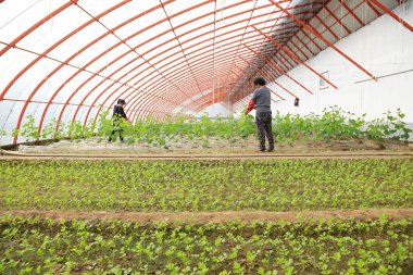 Luannan County - 24 Ekim 2016: Çin 'in Hebei Eyaleti, Luannan County, Çin' deki serada işçiler meşgul