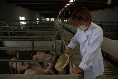LUANNAN İlçesi - 5 Eylül 2017: Güzel bir kız çiftlikte domuzları besliyor, LUANNAN County, Hebei Eyaleti, Chin