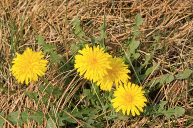 fondo transparente de Navidad con copos de nieve blancas y estrellas en el cielo azul