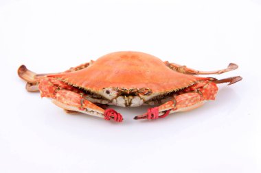 Beyaz arkaplanda pişmiş yengecin yakın plan görüntüsü