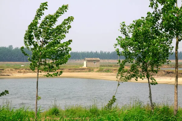 Balık havuzunun yanında yeşil bitkiler, fotoğrafın yakınında.