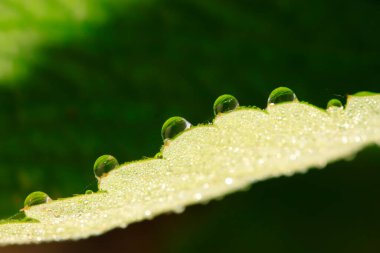 vahşi yeşil yaprakları su damlaları