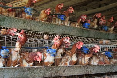 Çiftlikte birçok katman tavuk var, yakın plan çekimde.