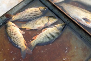 Markette sazan balığı, fotoğrafa yakın çekim.