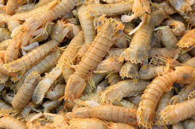 Peygamber devesi karidesi, bir tür deniz yaşamı, yenilebilir ve lezzetli olabilir..