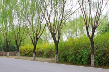 Parktaki ağaçlar, fotoğraflara yakın çekim.