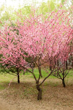 Bahçede çiçek açan erik çiçekleri, fotoğrafın yakın çekimi.