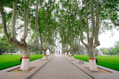 Parkta yeşil ağaçlar, fotoğrafa yakın.