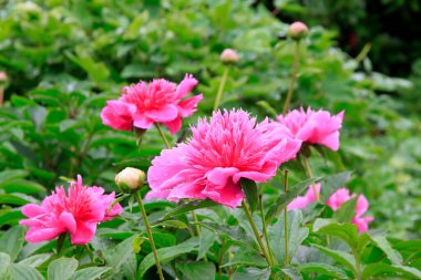 Bahçedeki şakayık çiçekleri, fotoğrafın yakın çekimi.