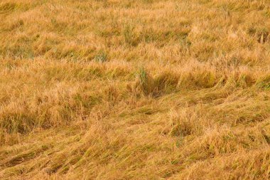 Sarı çimen, fotoğrafa yakın çekim.