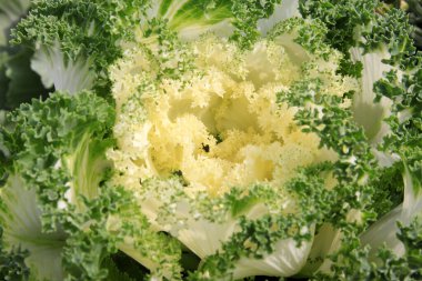 Karalahana, fotoğrafa yaklaş.