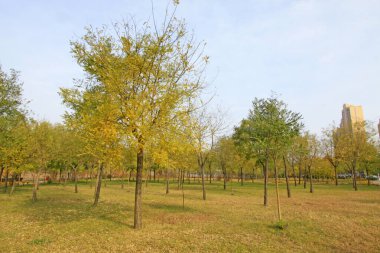 Orman sonbahar manzarası bir parkta, fotoğrafa yakın.