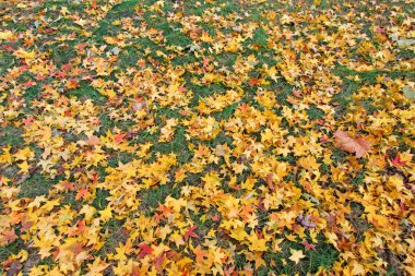 Sarı akçaağaç yaprakları yerde, fotoğrafa yakın.