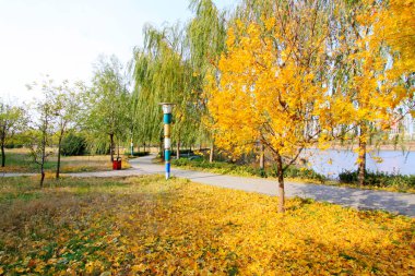 Akçaağaç ve sokak lambası, sonbahar manzarası parkta, yakın çekim.
