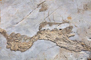 Kaya dokusu, fotoğrafa yakın çekim