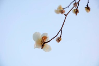 Magnolia, fotoğrafa yaklaş.