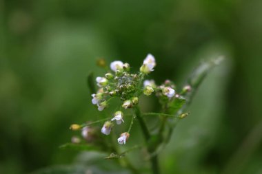 Doğadaki yabani çiçek.