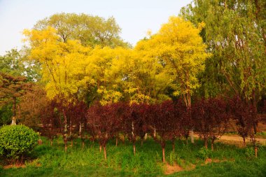 Sophora japonica ve yeşil bitkiler