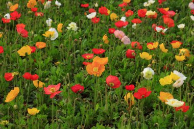 Bahçedeki mısır haşhaşı çiçekleri