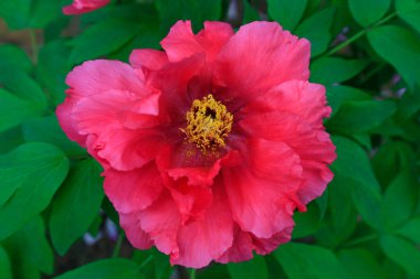 şakayık çiçekler, fotoğraf closeup