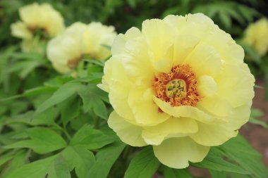 şakayık çiçekler, fotoğraf closeup