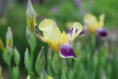 İris çiçekleri, yakın plan fotoğraf.