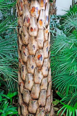 Phoenix Sylvestris ste, fotoğrafa yakın çekim