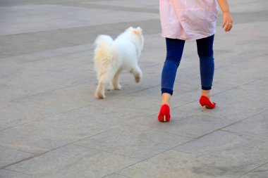 Samoyeds 'in evcil köpekleri ve kırmızı topuklu ayakkabıları, fotoğrafa yakın çekim.