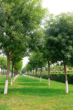 Trees and lawn, closeup of photo