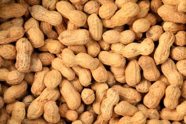 Fıstık meyvesi, fotoğrafa yakın çekim.