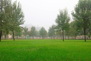 ağaç ve otların Park