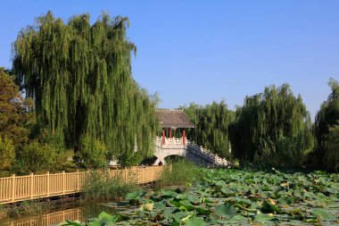 Lotus göleti manzara mimarisi