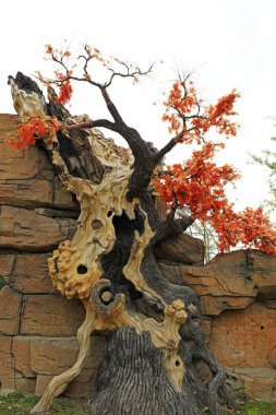 Parkta ölü ağaç kırmızı yaprak heykeli