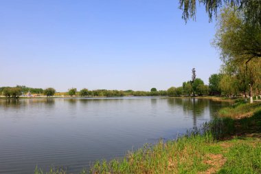 Riverside doğal manzarası, fotoğrafa yakın çekim.