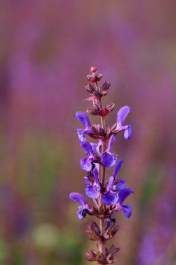 Bahçedeki lavanta çiçekleri