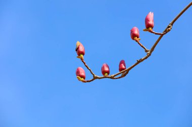 Manolya çiçekleri.